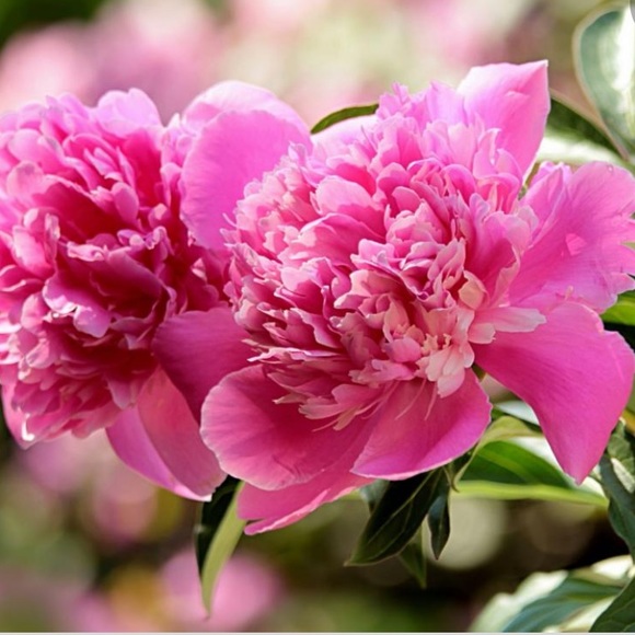 Meet your Posher, Ally - Picture 1 of 1